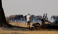 Wild elephants in Botswana with World Expeditions